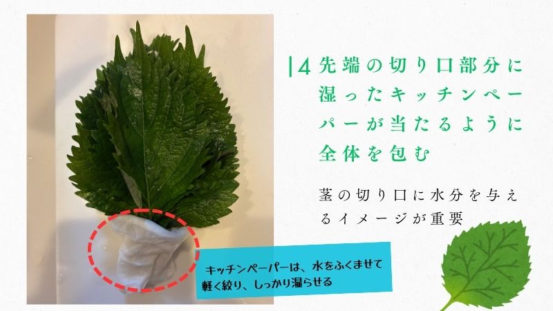 大葉の冷蔵保存手順：茎の切り口に湿らせたキッチンペーパーを巻いて保水する方法