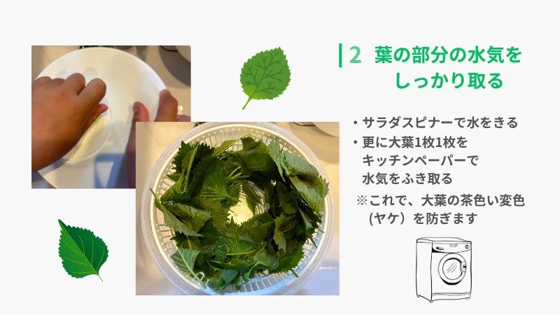 大葉の保存手順：サラダスピナーで葉の水気を切って変色を防ぐ方法