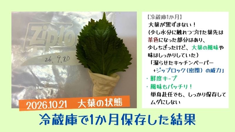 大葉の1か月冷蔵保存検証：ジップロックと湿らせたペーパーで黒ずまず鮮度を保った結果